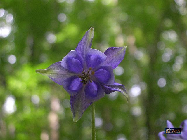 aquilegia vulgaris.JPG